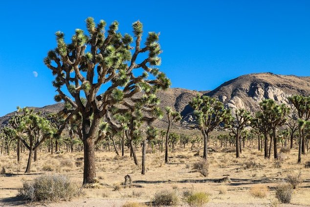 JOSHUA TREE PIX