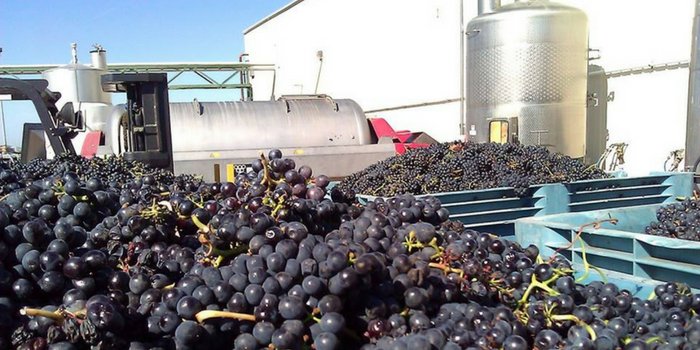 grapes delicato