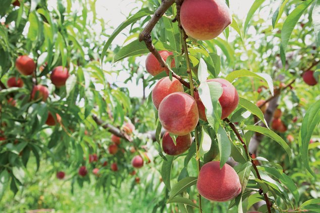 fruit picking program