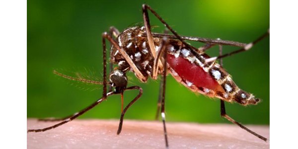 mosquito