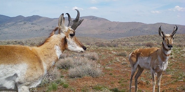 PRONGHORN PIX