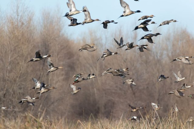 Fish Wildlife Calendar Events Listed For December Escalon Times