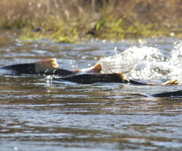 Tuolumne River salmon