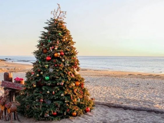 xmas tree on beach