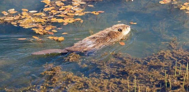 Public involvement in CDFW’s beaver restoration program - Oakdale Leader