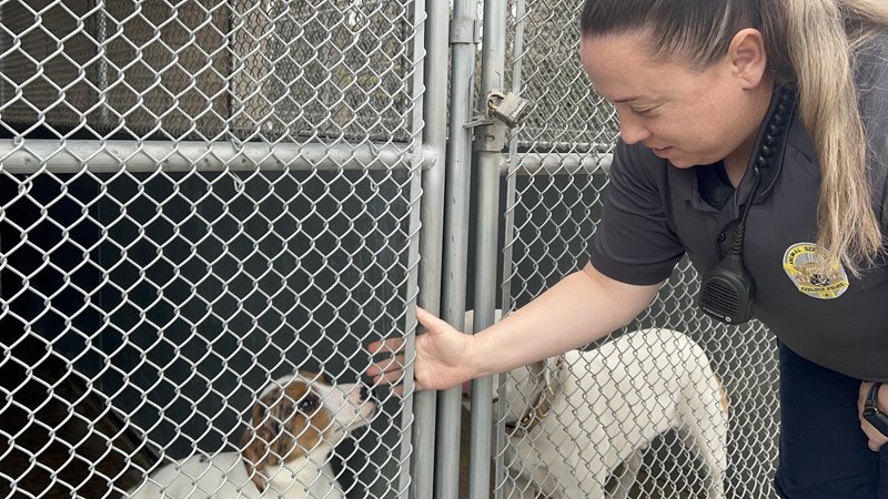 Turlock Animal Shelter 2