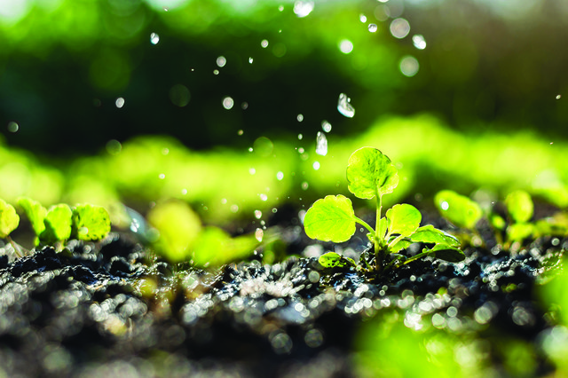 Tips to revitalize the garden this spring - Oakdale Leader - Vimarsana News