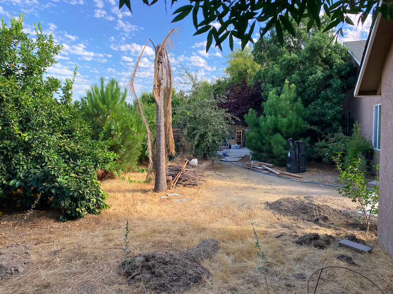 Bobcat backyard 2