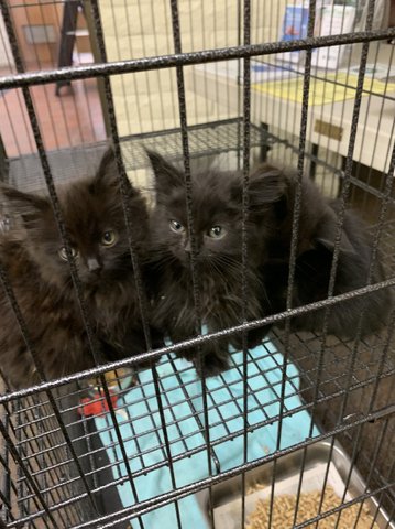 KITTY CUTIES - Oakdale Leader - Vimarsana News