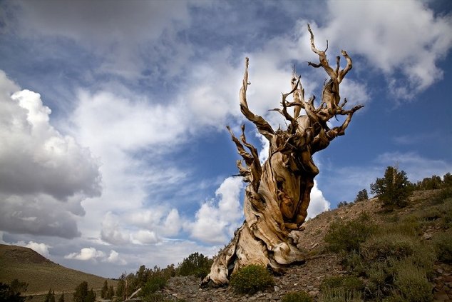 bristlecone pine