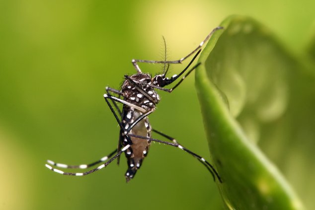 Taxes bite but mosquitoes would bite much more without them in SJ County