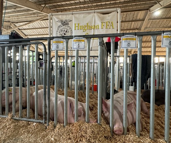 Hughson FFA pigs