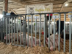 Hughson FFA pigs
