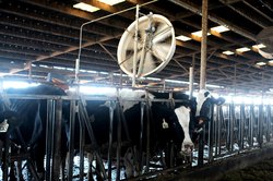 heat stressed livestock