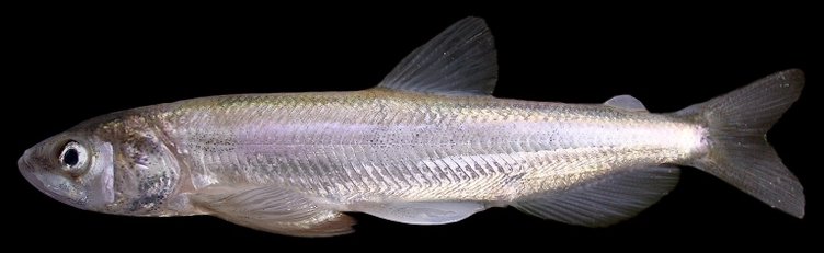longfin bay-delta smelt