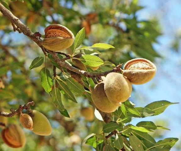 Almonds