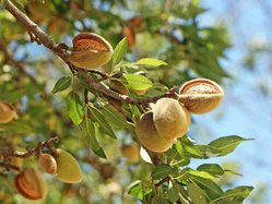 Almonds