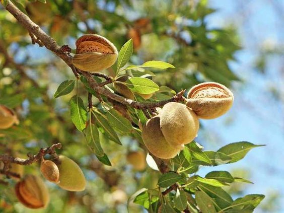 Almonds