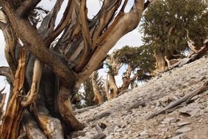 bristlecone.png