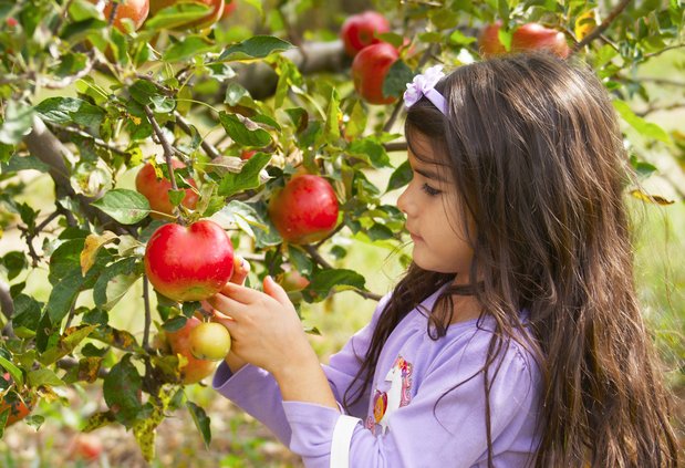 Girl and apple tree