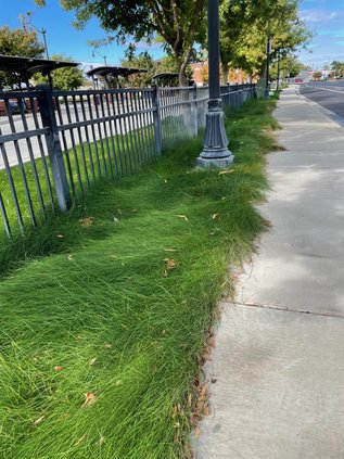 climate grass