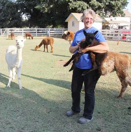 Alpaca 1