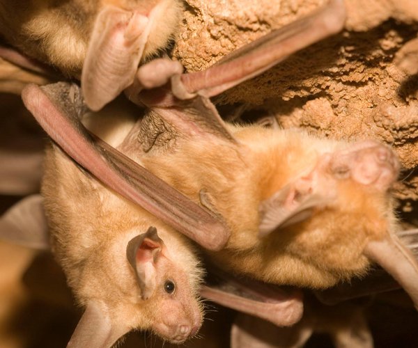 bats