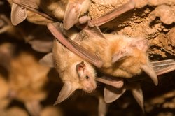 bats