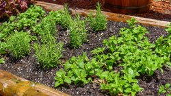 herb garden
