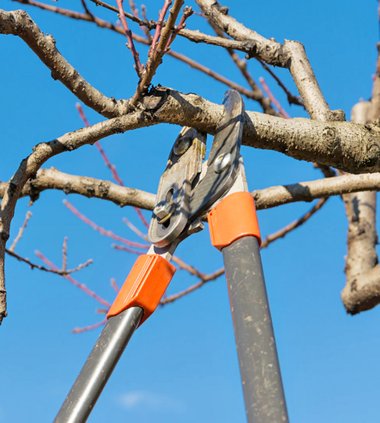 Pruning tree