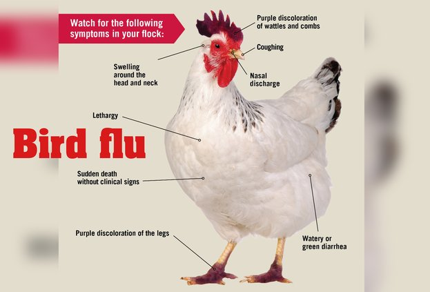 Bird flu generic art