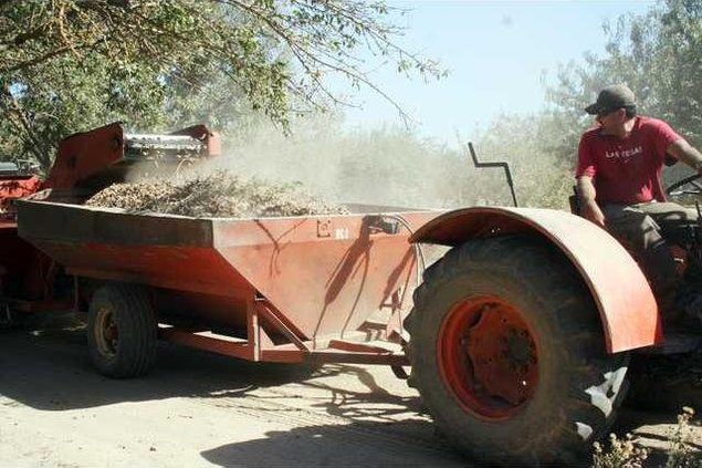 almond harvesting