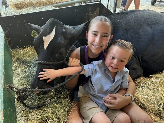 fair dairy cow