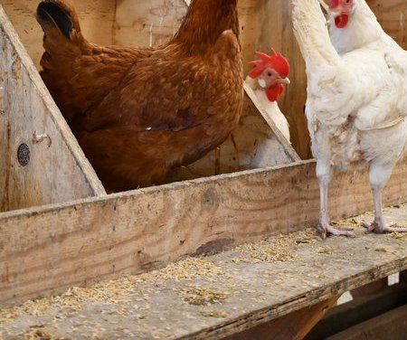 bird flu merced county