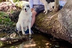 BRENDT NOON SR obit