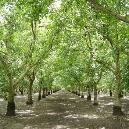 walnut2