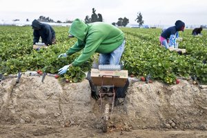 farm workers