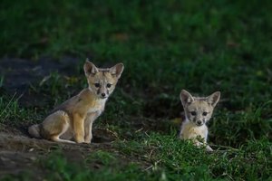 Kit foxes