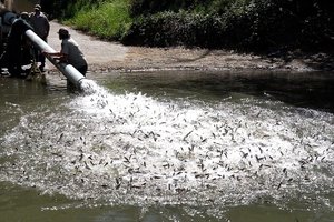 5-7 Salmon