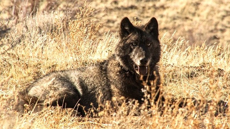 wolf locator