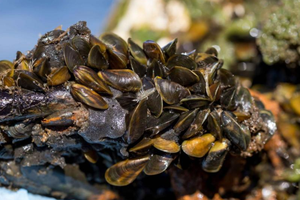 6-11 mussels