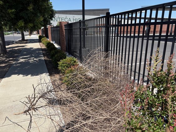 tumbleweed