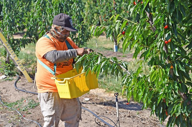 Weather blamed for shorter cherry crop
