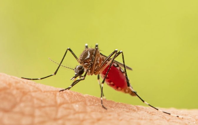Mosquitos green backdrop