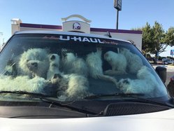 cat rescue
