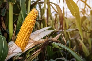 corn