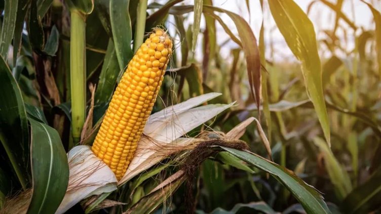 corn