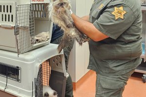 rescued cat