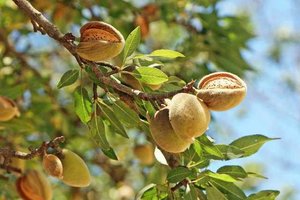 7-16 Almonds