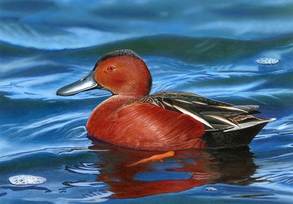 Duck Stamp Art Contest winner hails from Florida